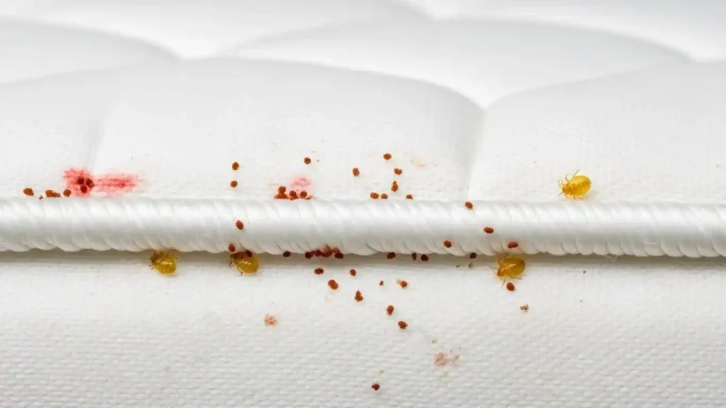 Early Signs of Bed Bugs (Before You See Them)