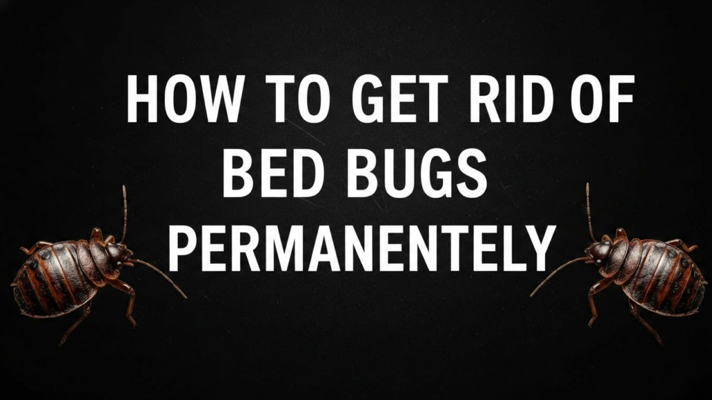 How to Get Rid of Bed Bugs Permanently